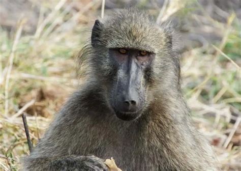 Baboon Behavior - AnimalBehaviorCorner