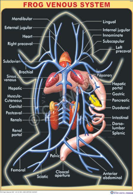 The Biology Of The Frog Ht Ovary And Fat Body Are Also 58 OFF