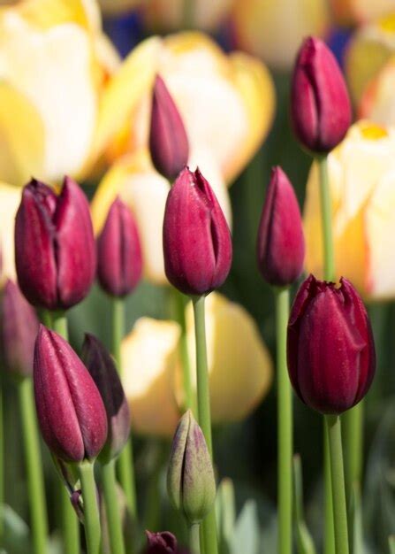 As Flores Coloridas Da Tulipa Florescem No Jardim Foto Premium