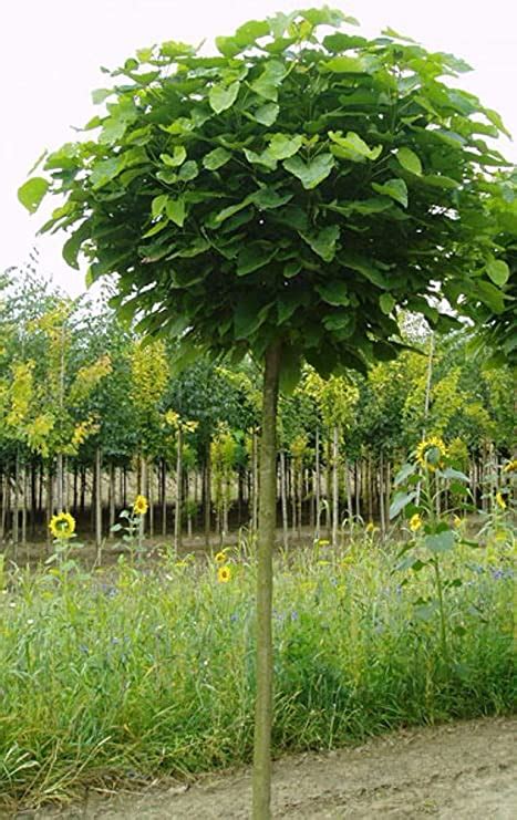 Kugel Trompetenbaum Catalpa bignonioides Nana Höhe 180 190 cm