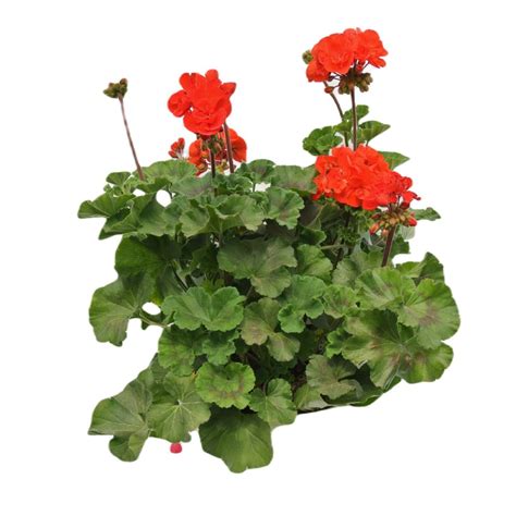 Planta cu flori Muscata Pelargonium ghiveci Ø ghiveci 22 cm