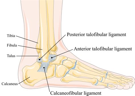 lateral ankle sprain complete physio