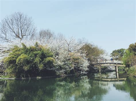 Free Images Tree Flower Lake River Canal Pond Reflection Park