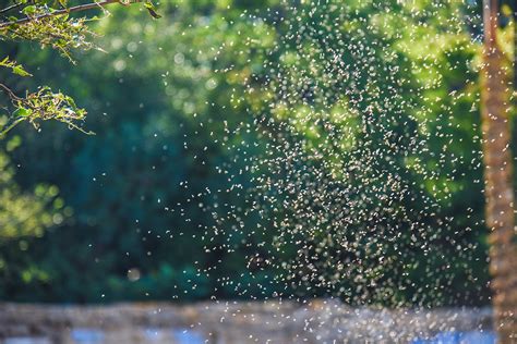 Midges in Scotland: A complete guide on Scotland's midge