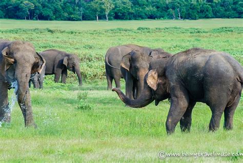 The Amazing Wild Elephants of Sri Lanka (And How You Can See Them!)