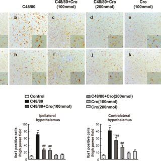 Stabilization Of Mast Cell Inhibited Microglial Activation In