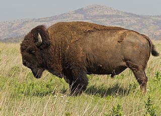 Native American Peoples & Buffalos | History, Importance & Use | Study.com