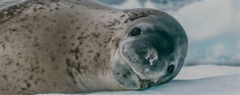 The Antarctic Seals - The Travel Specialists