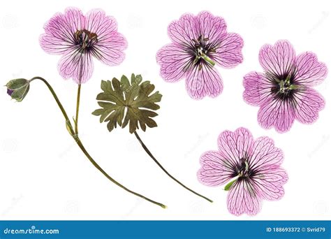 Pressed And Dried Delicate Transparent Flowers Geranium Pelargonium