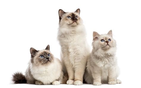 Grupo De Gatos Birmanos Sentados En Una Fila Foto Premium