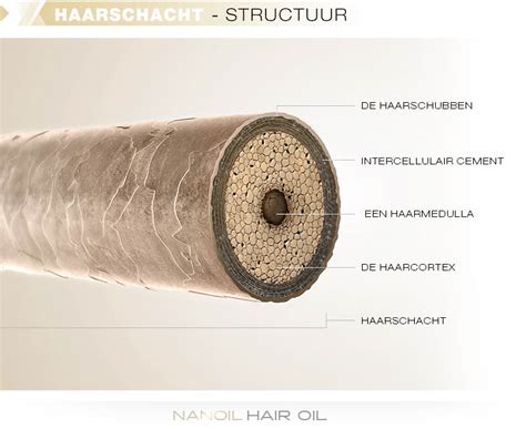 Haar Anatomie Deel 2 Structuur Van De Haarschacht Blog Nanoil