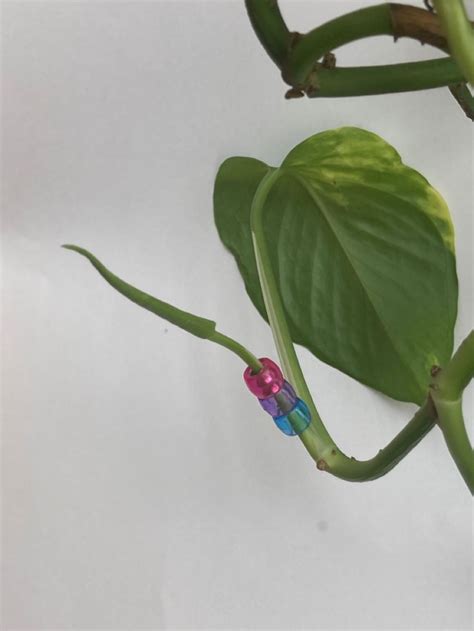 Pothos Plant With Colorful Beads