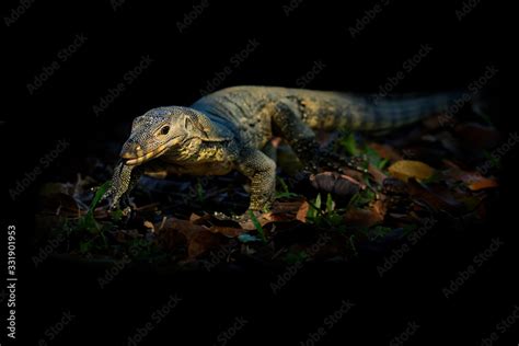 Asian Water Monitor Varanus Salvator Also Common Water Monitor Large