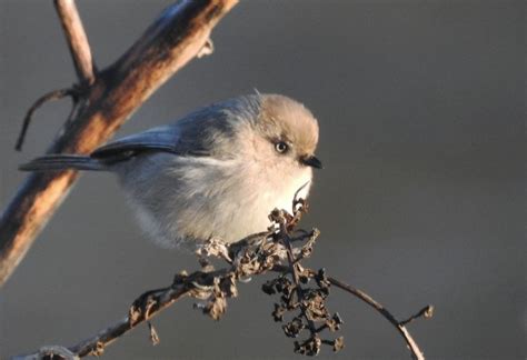 How To Identify Birds By Their Sounds - Daily Birder