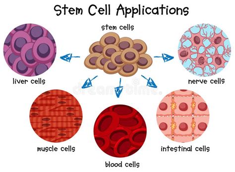 Diagrama De Diversas C Lulas Madres Ilustraci N Del Vector