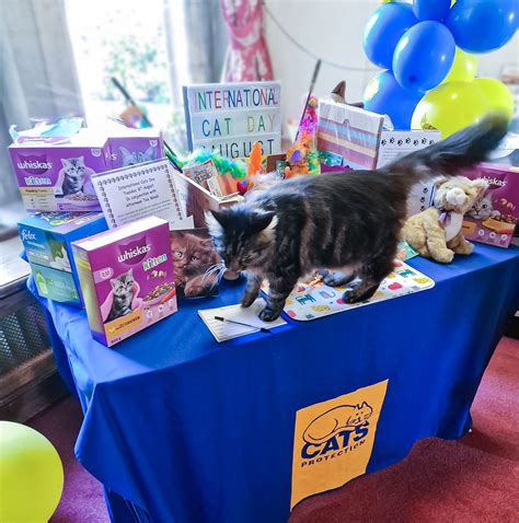 Afternoon tea and feline friends at Friends of the Elderly Malvern