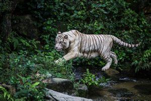 Top 16 White Tiger Facts - Diet, Habitat, Genetics & More - Facts.net