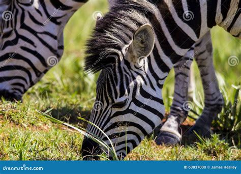 Zebra Feeding stock photo. Image of head, cropped, horn - 63037000