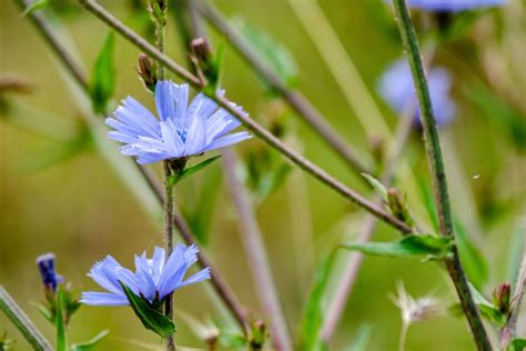 Chicorée Caractéristiques Utilisations Et Bienfaits Phytothérapie