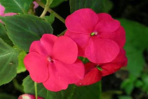 How To Grow These Impatient Plants Blog Nurserylive Gardening