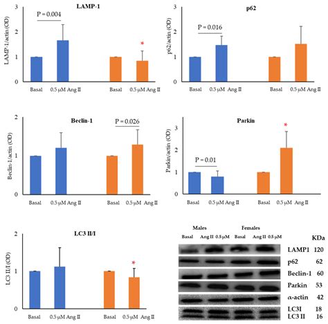 Ijms Free Full Text Sex Influence On Autophagy Markers And Mirnas