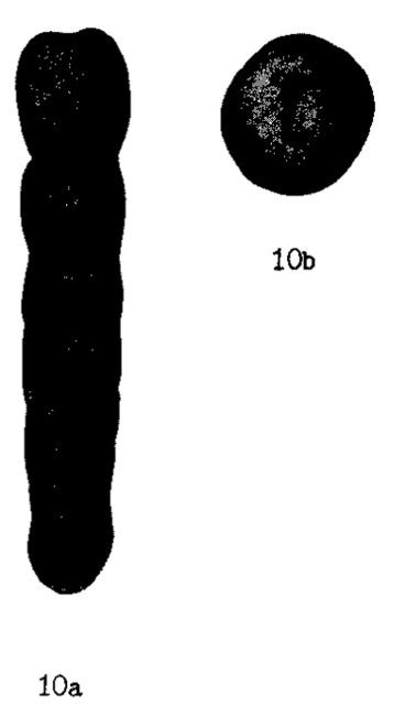 Plectolingulina Crassa Unknown None Eocene Paleogene Foraminifera