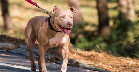 El Estigma Del Pitbull ¿es Realmente Un Perro Agresivo Infobae