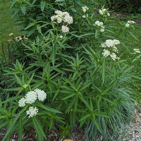 Ice Ballet Swamp Milkweed Asclepias Incarnata High Country Gardens