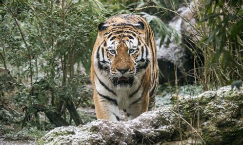 La Sorpresa Della Prima Neve Al Parco Natura Viva TristeMondo It