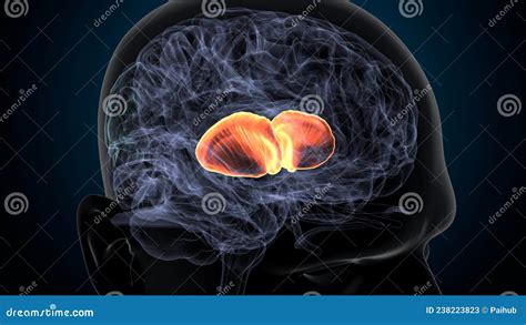 3d Illustration of Human Brain Brain Putamen Anatomy. Stock Illustration - Illustration of brain ...