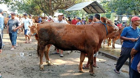 Awal TahunMinta 5 Juta Ditawar 3 Juta Harga Sapi Betina Pasar