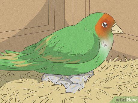 How To Determine The Sex Of A Lovebird Expert Backed Tips