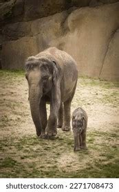 Indian Elephants Zoo Habitat Baby Elephant Stock Photo 2271708473 ...