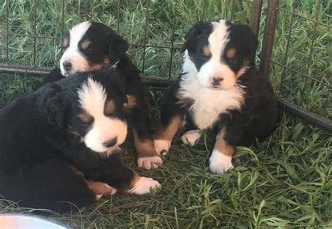 Bernese Mountain Dog Puppy for Sale - Adoption, Rescue for Sale in ...