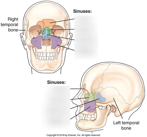 Paranasal Sinuses Diagram Quizlet