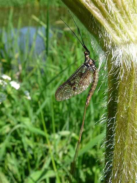 10 Animals With The Shortest Lifespans 10 Most Today