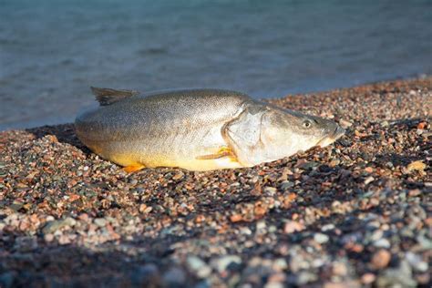 Big fish stock image. Image of carp, fish, mongolian - 37905661