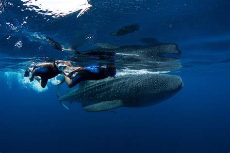 Swim With Whale Sharks Triphobo