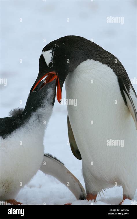 Gentoo Penguin Pygoscelis Papua Feeding Its Chick With Krill