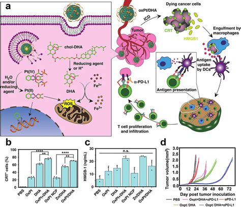 A Left Schematic Illustration Of Polymer Core Shell Nanoplatform