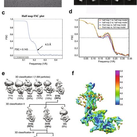 Cryo EM Images And Single Particle Analysis Of The RhoGiFab