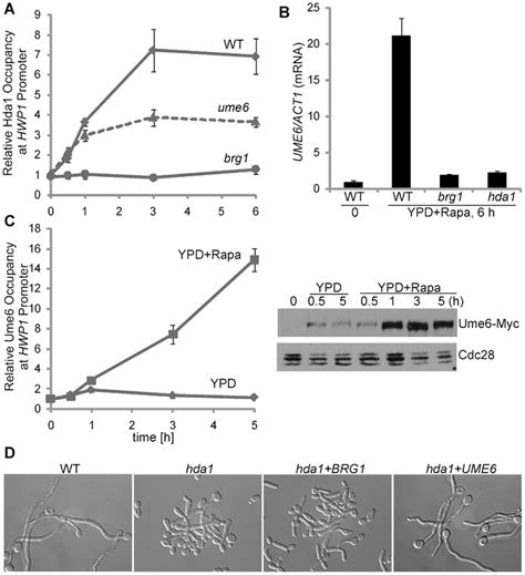 Ume6 Functions Downstream Of Brg1 And Hda1 In Hyphal Maintenance A Download Scientific