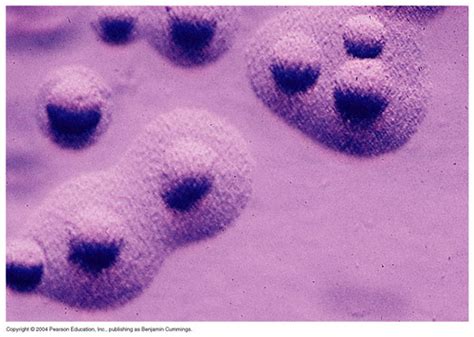 Mycoplasma Pneumoniae Colonies