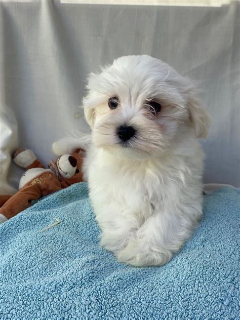 Chiot Elevage Du Moulin De La Terrasse Eleveur De Chiens Bichon Maltais