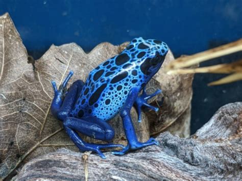 Blue Azureus Dart Frog Dendrobates Tinctoruis Azureus Care Sheet