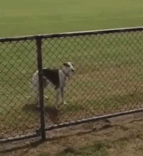 Dog Jump GIF - Dog Jump Over The Fence - Discover & Share GIFs