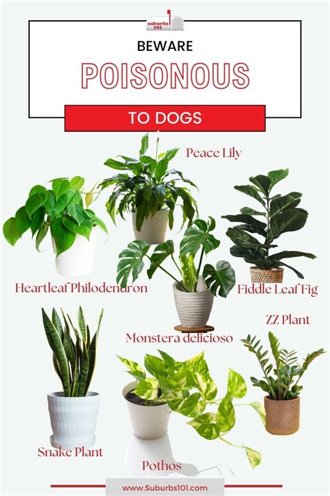 7 Popular Indoor Plants Poisonous To Dogs Suburbs 101