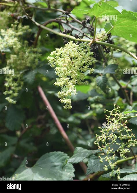 Male flowers of the common hop (Humulus lupulus). Hops are dioecious ...