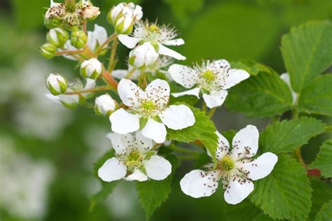 Raspberries Leaves Flowers And Care Plantura