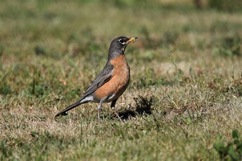 robin bird photography  photo  pixabay